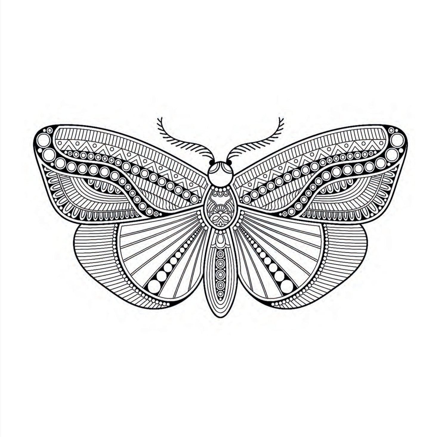 Insects & Beetles Coloring Book for Adults (Digital) - Monsoon Publishing USA